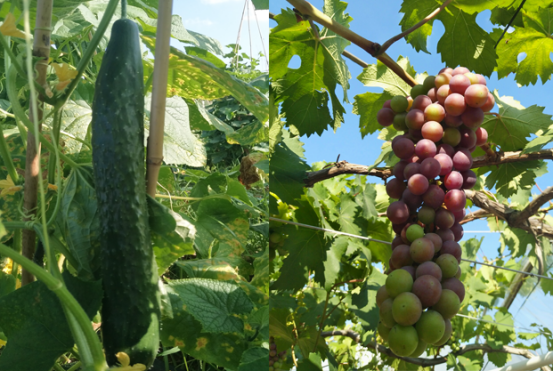 1527734078295250.png image.png